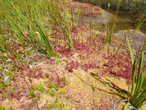 Drosera rotundifolia — photo 1