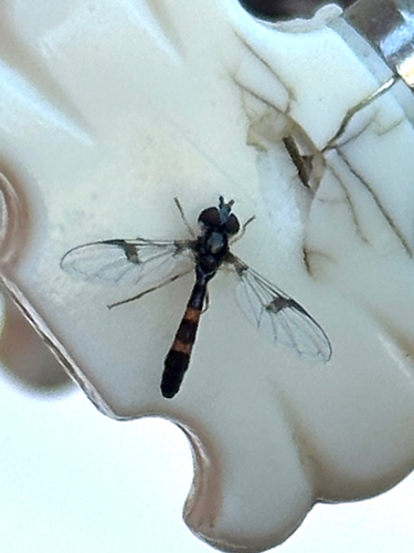 Unknown species found near Loop Rd, Moore, ID, US