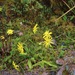 Dorobaea pimpinellifolia - Photo (c) Dr. Alexey Yakovlev,  זכויות יוצרים חלקיות (CC BY-SA)