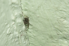 Steatoda castanea