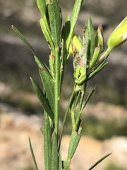 Polygala langebergensis