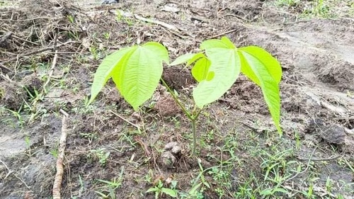 Dioscorea hispida observed 2024-01-11