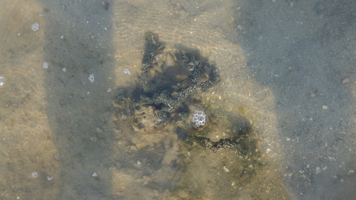 Pseudoceratina purpurea observed 2025-07-27