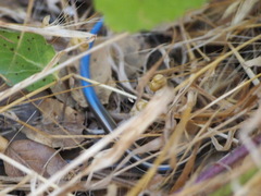 Plestiodon skiltonianus skiltonianus