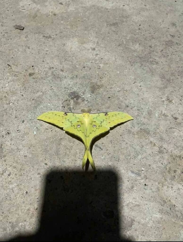 Actias laotiana