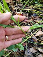 Dulichium arundinaceum