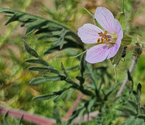 Erodium stephanianum (Erodium stephanianum)