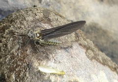 Chloroperlidae