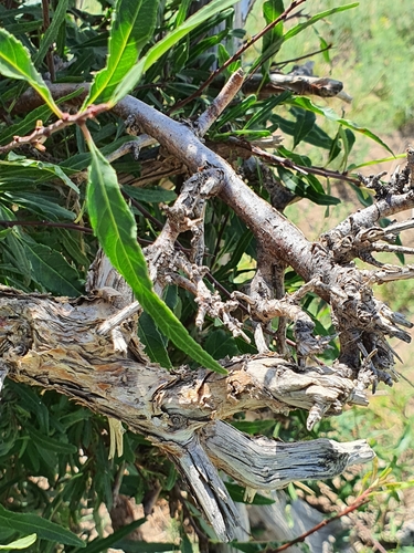 Rhamnus erythroxylum
