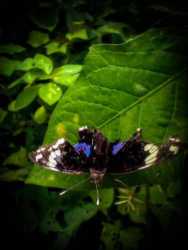 Blue-spot Pansy