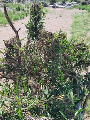 Urgamal Magsar, CC BY, iNaturalist via GBIF Rhamnus erythroxylum, photograph Urgamal Magsar, CC BY, iNaturalist via GBIF