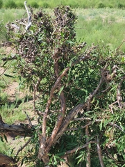 Urgamal Magsar, CC BY, iNaturalist via GBIF Rhamnus erythroxylum, photograph Urgamal Magsar, CC BY, iNaturalist via GBIF