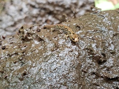 Desmognathus conanti