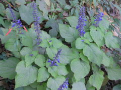 Salvia roscida