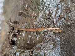 Desmognathus conanti