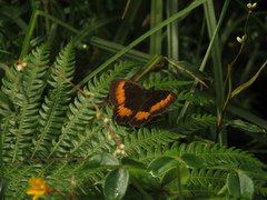 Pedaliodes phaea