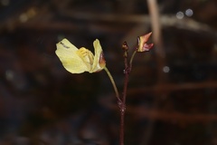 Cream-flowered bladderwort (Utricularia ochroleuca)