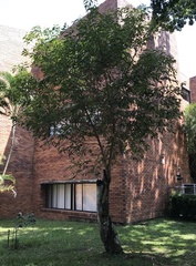 Aiouea montana