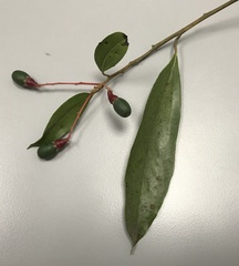 Aiouea montana