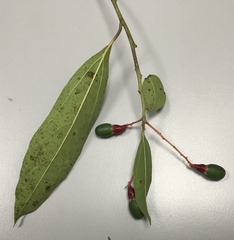 Aiouea montana