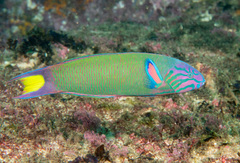 Moon Wrasse photo 3