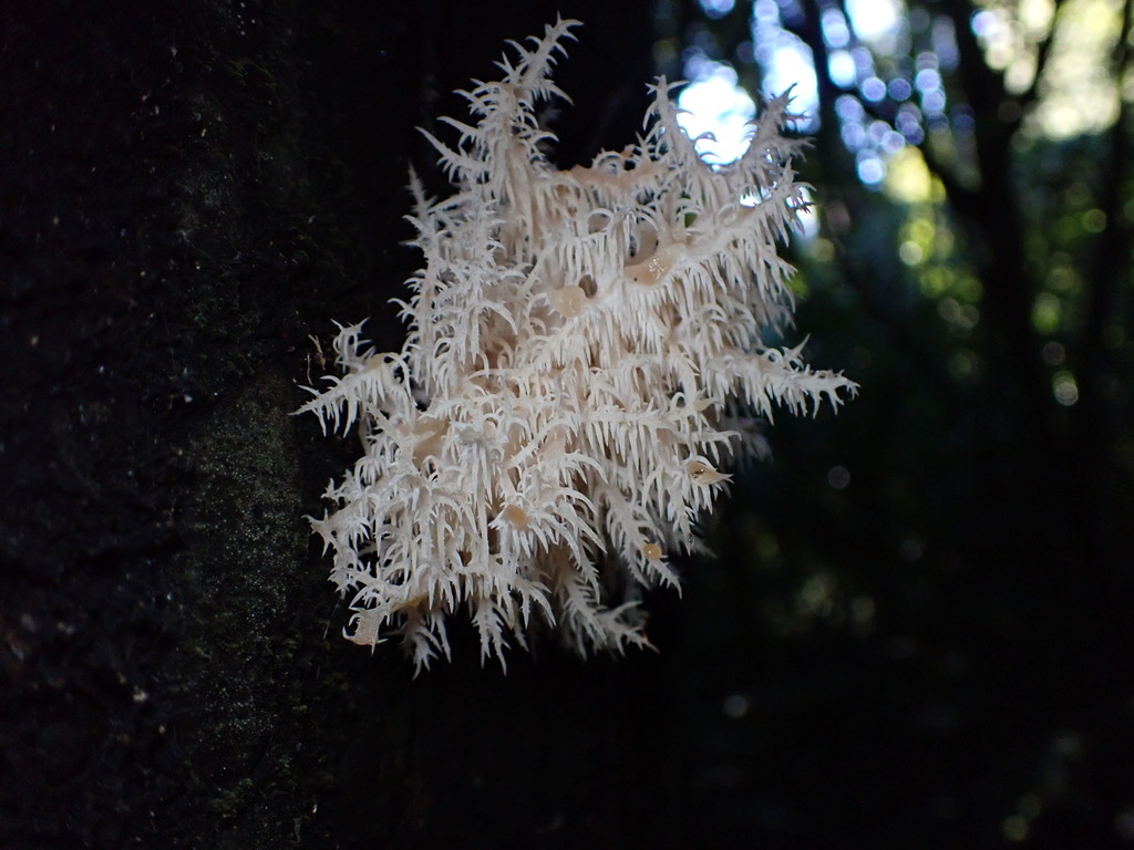 Hericium novae-zealandiae · July 2025 · photo: © lisa_bennett (iNaturalist, cc-by)