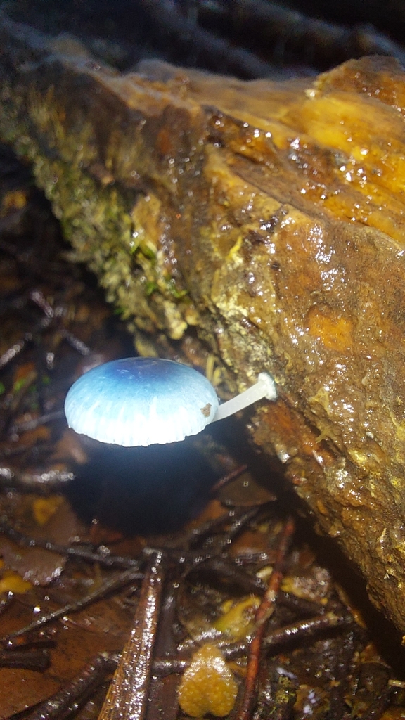 Mycena interrupta · July 2025 · photo: © tassietravelsblog (iNaturalist, cc0)