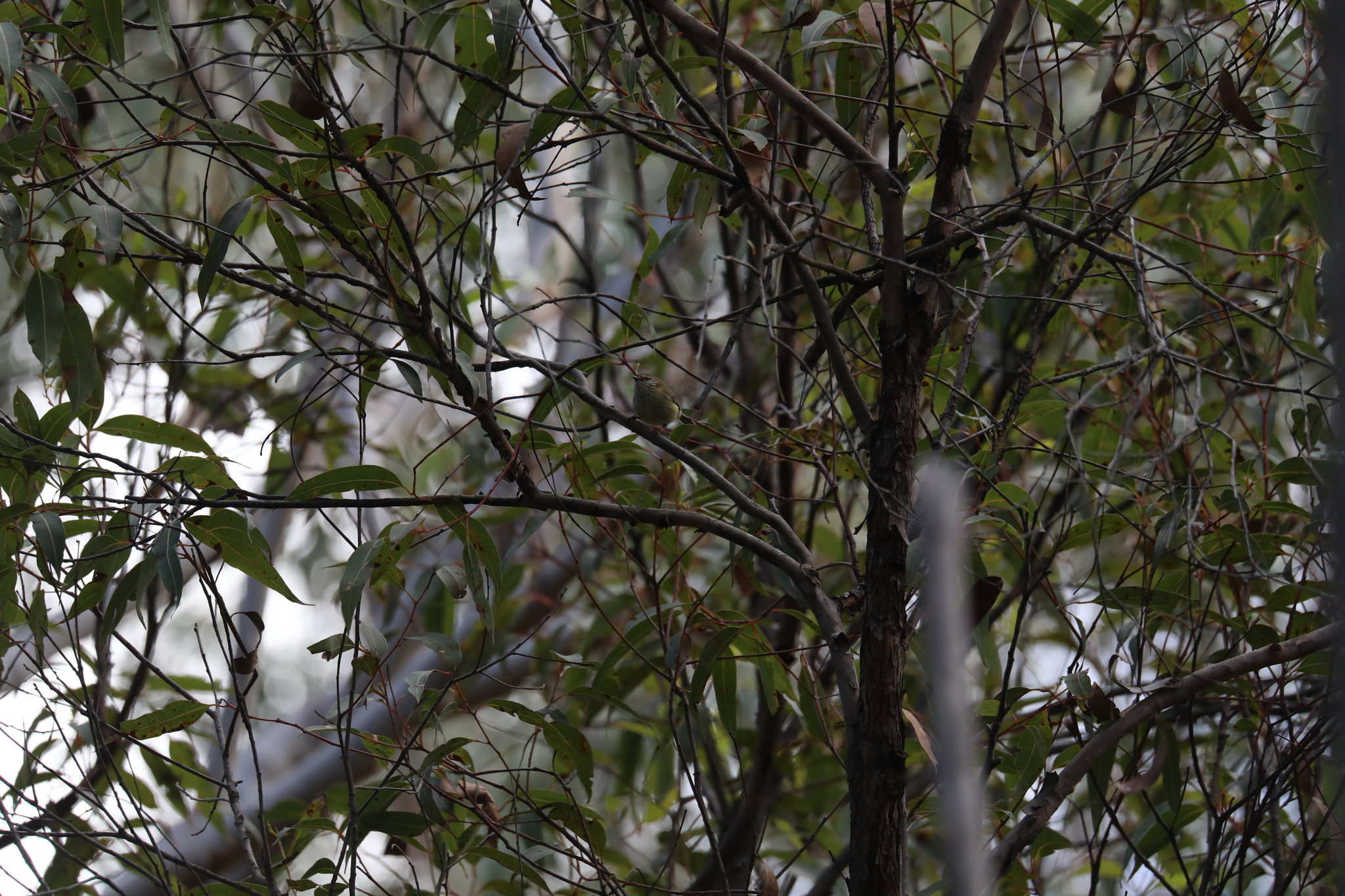 Acanthiza lineata Gould, 1838