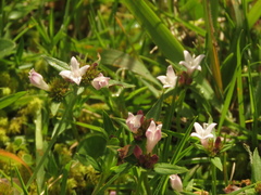 Spermacoce chartensis