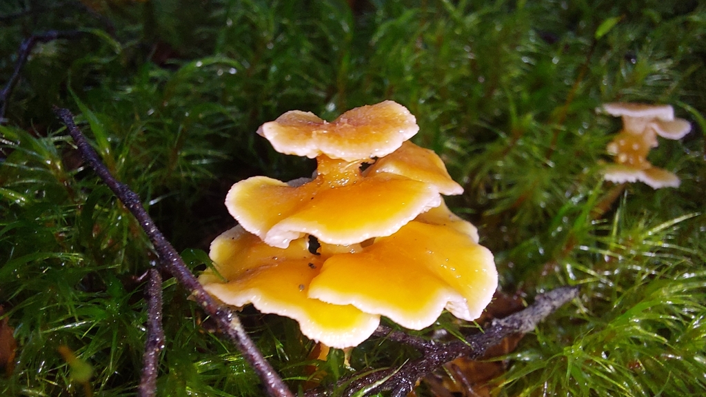 Podoserpula pusio · July 2025 · photo: © tassietravelsblog (iNaturalist, cc0)