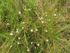 Cuphea ciliata