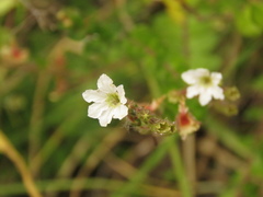 Cuphea ciliata