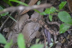 Bothrops leucurus