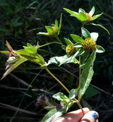 Bidens comosa