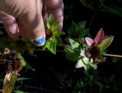 Bidens comosa