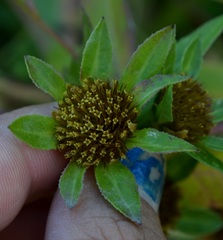 Bidens comosa