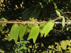 Passiflora bogotensis