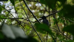 Thamnophilus bridgesi