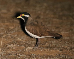Vanellus tricolor