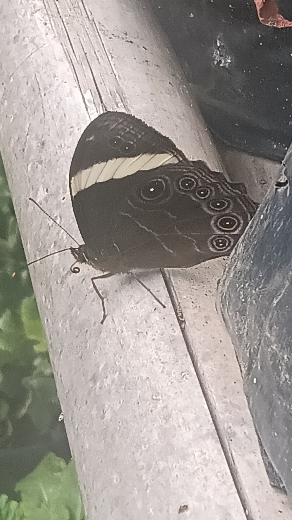 Straight-Banded Treebrown