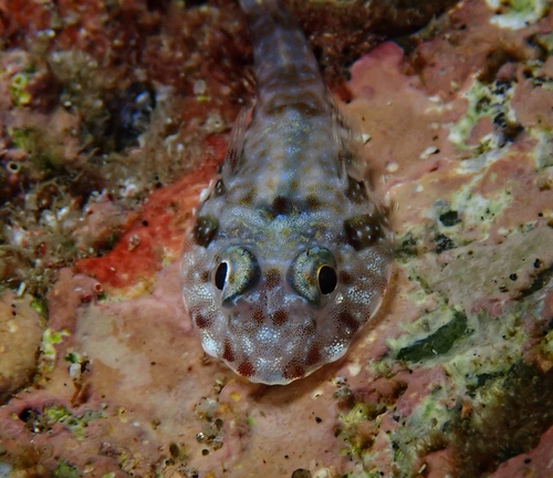 Redhead clingfish (Arcos erythrops) — Gobiesocidae — 3