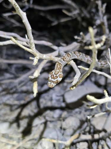 Sonoran Lyre Snake