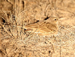 Cincloramphus cruralis