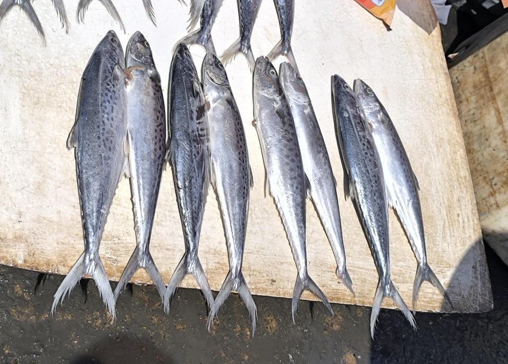 Leopard Kingfish