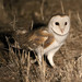 Australian Barn Owl - Photo (c) Mark Dennis, some rights reserved (CC BY-NC), uploaded by Mark Dennis