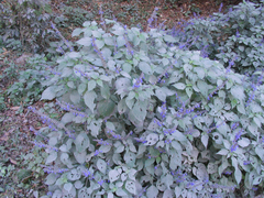 Salvia roscida