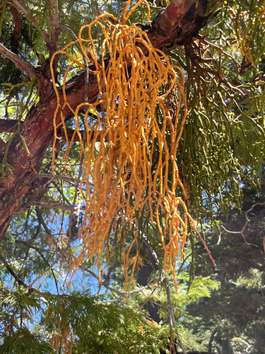 Incense cedar mistletoe (Phoradendron libocedri)