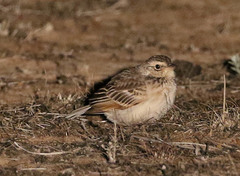 Mirafra javanica