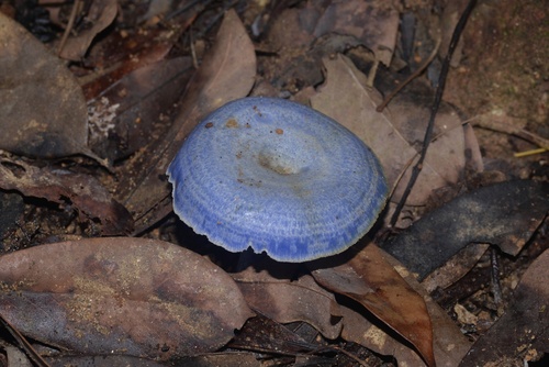 Lactarius subindigo