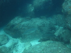 Lutjanus novemfasciatus